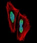 RBPJ Antibody (N-term)